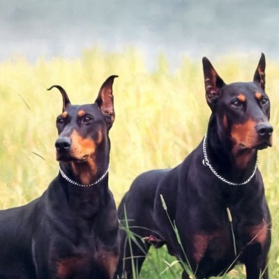 Collier chaine chien - SteelP™ - Chien store