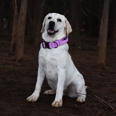 collier chien tactique violet pour chien assis en pleine nature