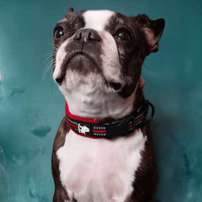 Collier pour chien nylon ajustable