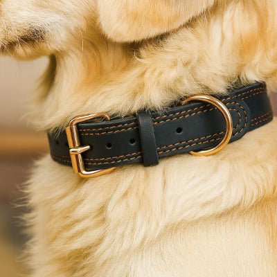 collier pour chien en cuir noir sur golden retriever boldbark