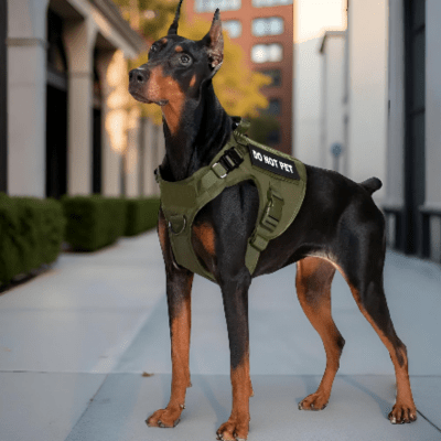 Harnais anti traction chien anti-fugue pour un contrôle optimal en balade – ControlMax™