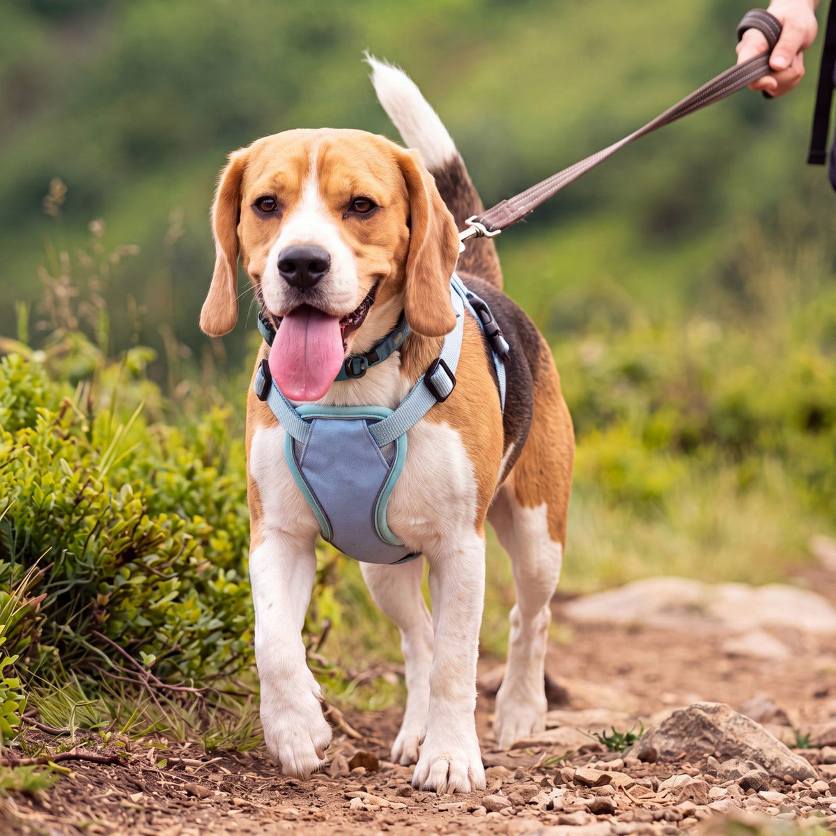 Beagle tricolore en promenade portant le harnais chien rafraîchissant bleu sur un chemin de campagne ensoleillé