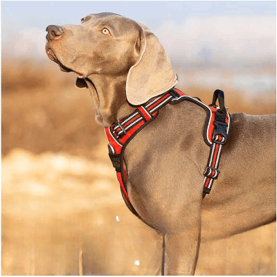 Harnais – doublure rembourrée pour confort prolongé et durabilité ZenWalk™- Chien store