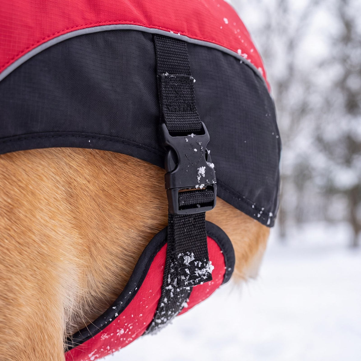Gros plan sur la sangle de ventre à boucle du manteau d'hiver chaud pour chien rouge et noir
