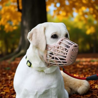 Muselière cage labrador en foret automne Souffle Libre