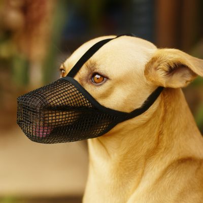 muselière chien fine avec sangle supérieure visible – cage en nylon
