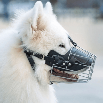 Muselière chien réglable en fer forge pour samoyede musoguard