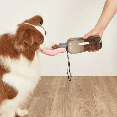 Chien et chaleur en été
