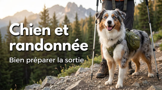 Chien et randonnée, bien préparer la sortie : un Berger Australien équipé d'un sac de bât sur un sentier de montagne