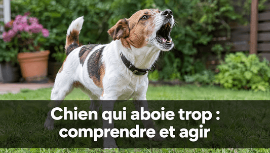 Chien qui aboie avec vigueur illustrant l'article sur les aboiements excessifs et comment y remédier