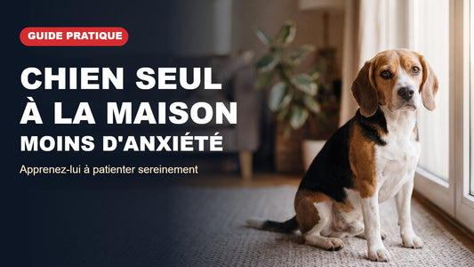 Chien seul à la maison, moins d'anxiété : beagle assis près d'une fenêtre dans un salon