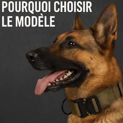 Collier chien tactique : gadget ou outil indispensable ? - Chien store