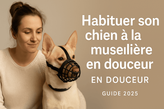habituer chien museliere progressivement éducation positive 2025 chienstore