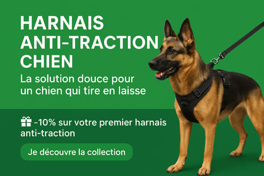 Harnais Anti-Traction Chien : La Solution Douce pour un Chien qui Tire en Laisse - Chien store