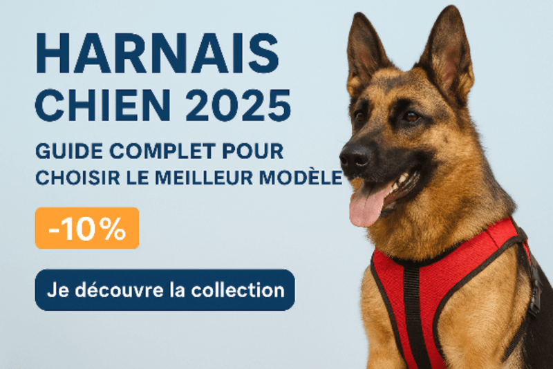Harnais chien : guide complet pour choisir le meilleur modèle en 2025 - Chien store