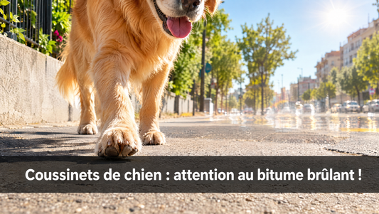 Chien marchant sur un trottoir en bitume chaud en été, illustration des risques pour les coussinets
