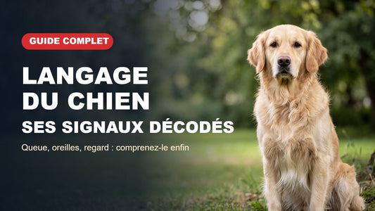 Langage du chien : guide complet pour décoder ses signaux, golden retriever assis dans un parc