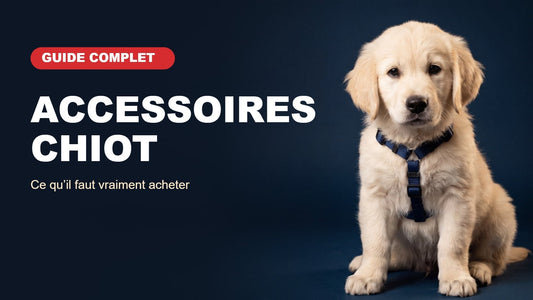 Chiot golden retriever avec son harnais, miniature de l'article sur les accessoires indispensables pour un chiot