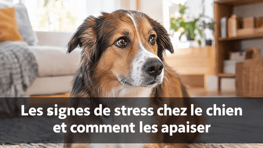Chien attentif dans un intérieur chaleureux illustrant les signes de stress chez le chien et comment les apaiser