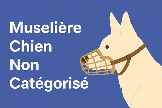 muselière chien non categorise loi 2025 illustration informative chienstore