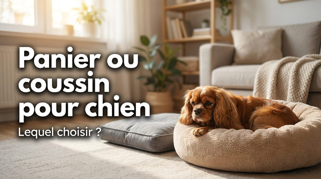 Panier ou coussin pour chien, lequel choisir : un Cavalier King Charles couché dans un panier rond à côté d'un coussin