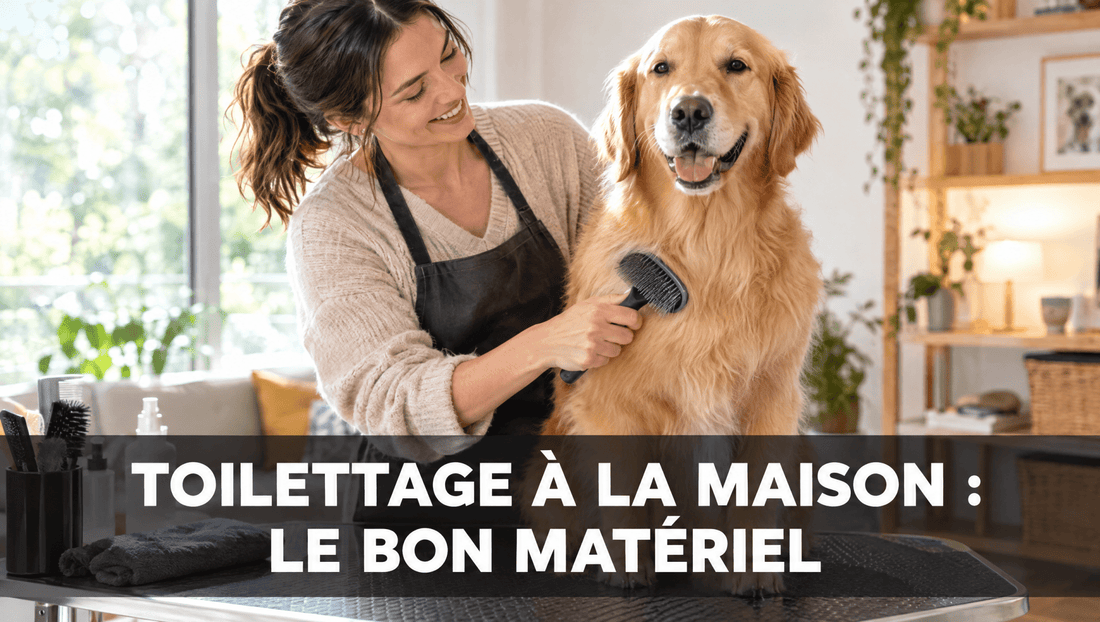 Femme toilettant son chien à la maison avec une brosse, séance de toilettage douce dans un salon lumineux
