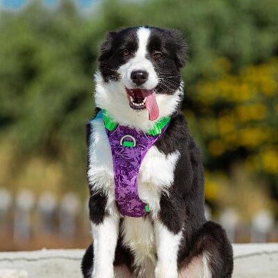 Harnais – anti-traction respirant violet – confort optimal PullFree™ - Chien store