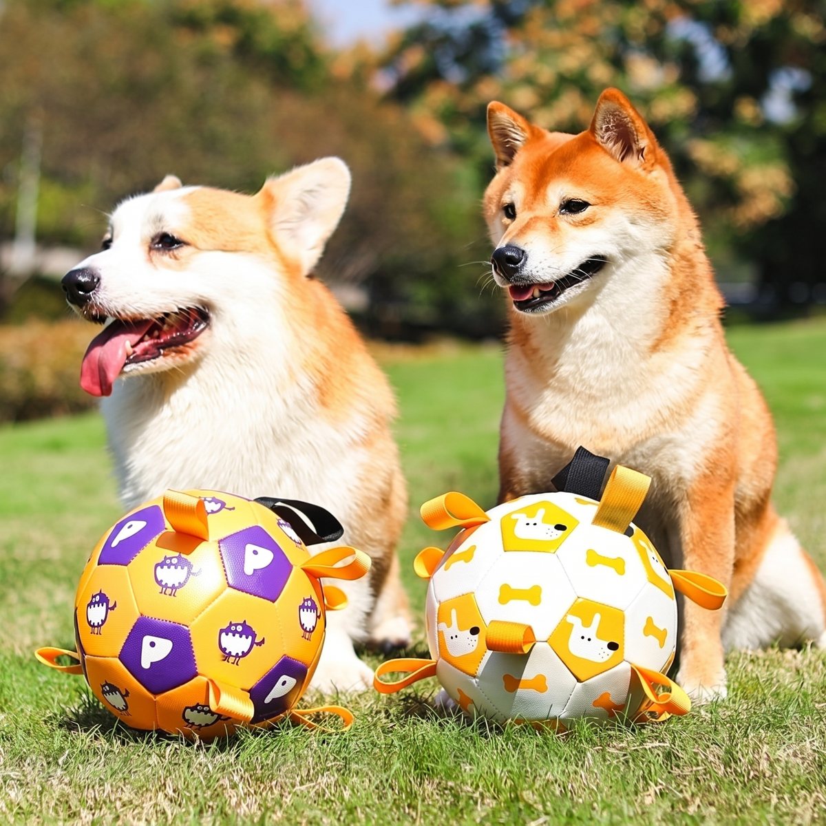 Balle pour chien Dinosaure violet et orange - corgi qui court avec la balle dans un parc