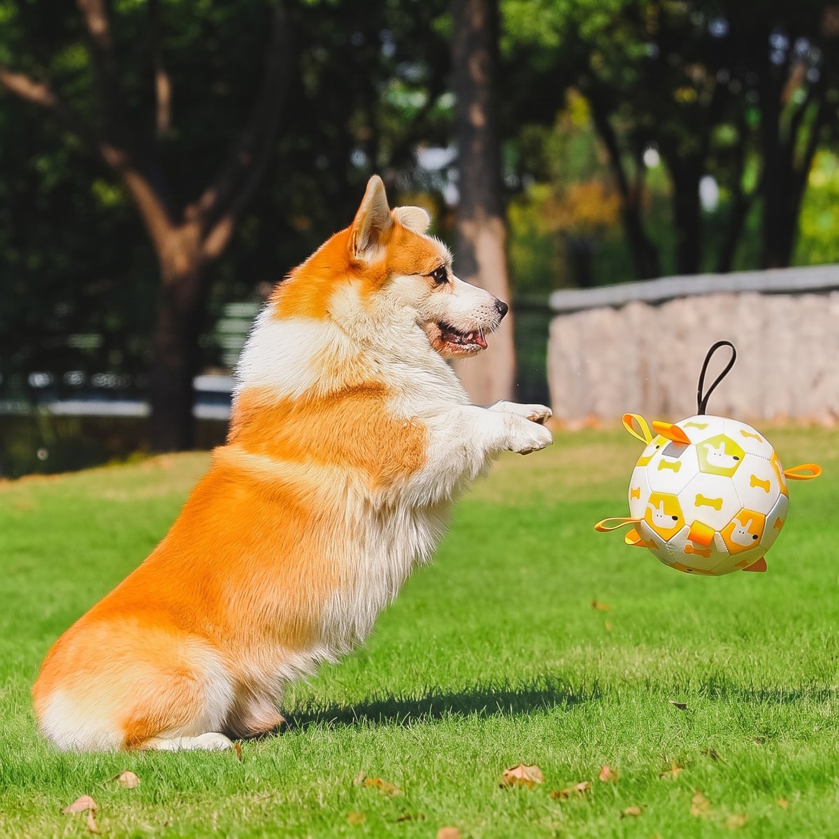 Balle pour chien Empreinte blanc et orange - corgi qui saute pour l'attraper dans un parc