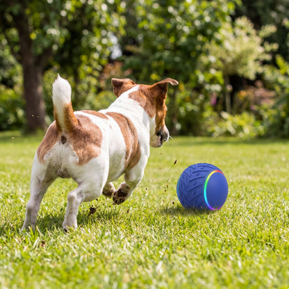 Chien vu de dos qui court après sa balle rebondissante intelligente sur la pelouse