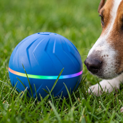 Balle pour chien bleue avec anneau lumineux LED, un chien la renifle dans l'herbe