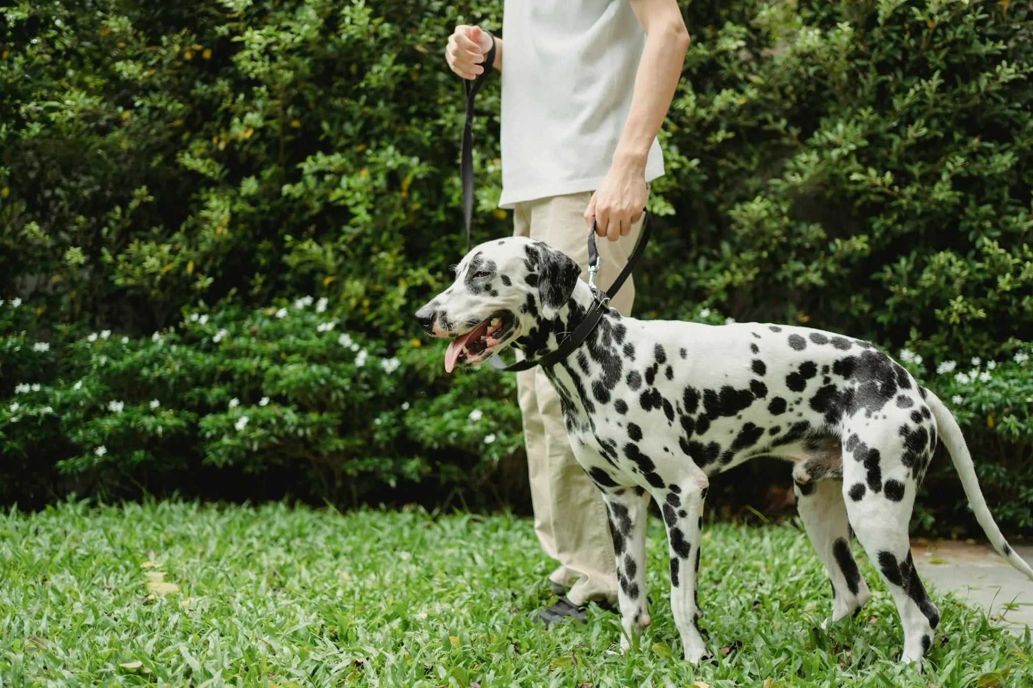 collier pour chien dalmatien en promenade sur herbe – bannière chienstore
