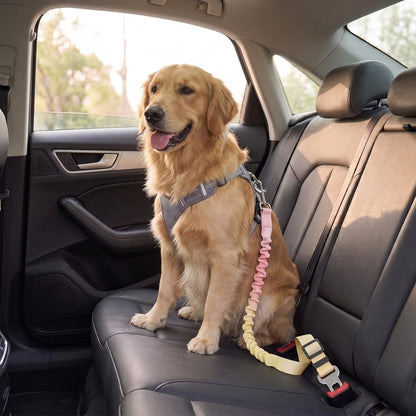 Ceinture de sécurité voiture pour chien SafeRide rose-jaune avec un golden retriever