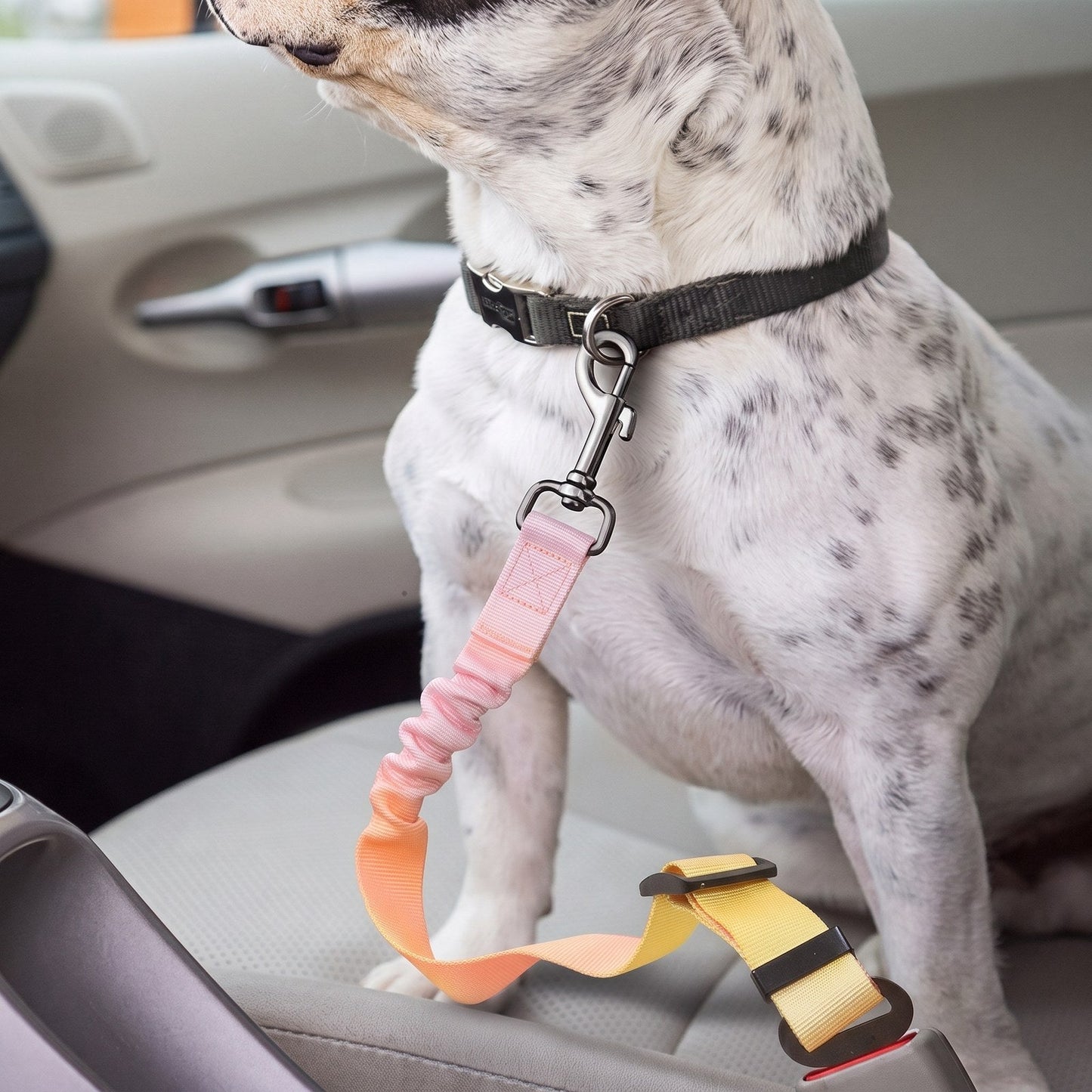 Ceinture de sécurité voiture pour chien SafeRide rose-jaune avec un dalmatien