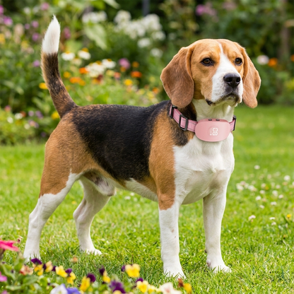Beagle dans un jardin portant le collier anti-aboiement chien vibration rose