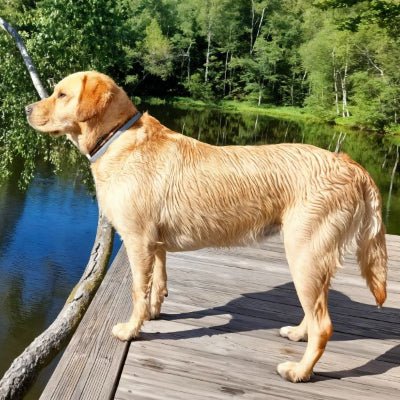 Collier anti puce chien - PuraPet™ - Chien store