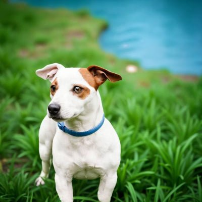 Collier anti puce chien - PuraPet™ - Chien store