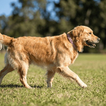 collier anti puce chien naturel mauve sur golden retriever en promenade profil