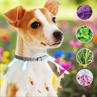 Collier anti puce chien - PuraPet™ - Chien store