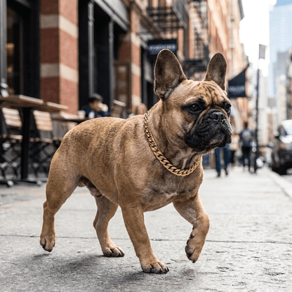 collier chaine chien maillons cubains or sur bouledogue francais en promenade urbaine