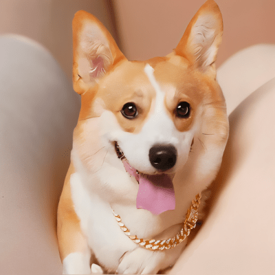 Collier chaine chien doré luxe maillons cubains solides - Cuba™ - Chien store