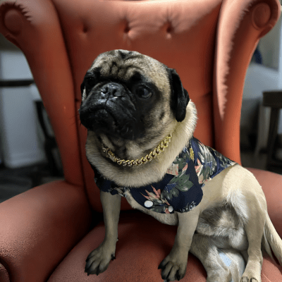 Collier chaine chien fashion inspiration hip hop doré - Cuba™ - Chien store