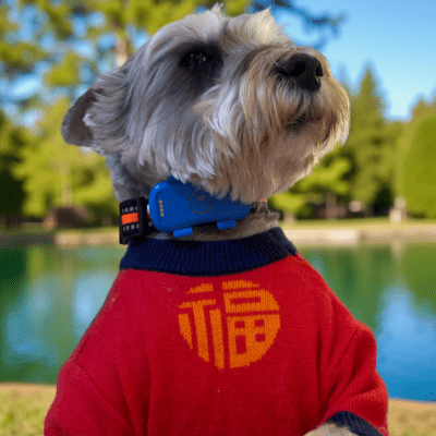 collier chien anti fugue trackerpets application mobile controle geofence - TrackerPets™ - Chien store