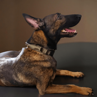 Collier chien confortable doublure douce contre les frottements - ControlMax™ - Chien store