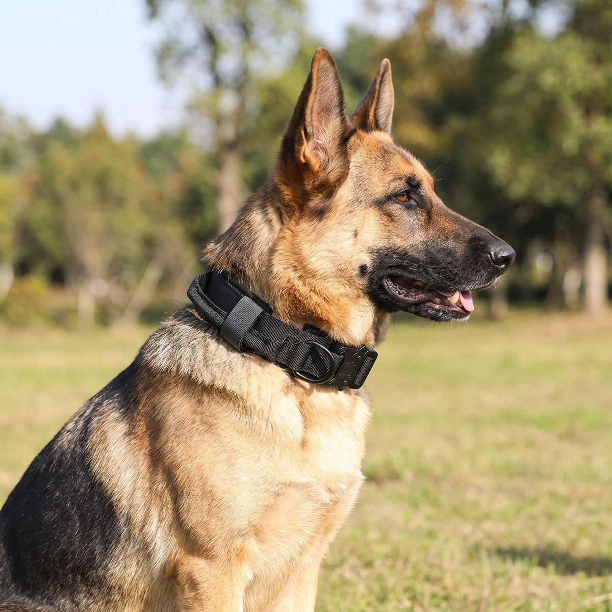 collier chien noir tactique porté par un berger allemand assis, vue de profil ControlMax