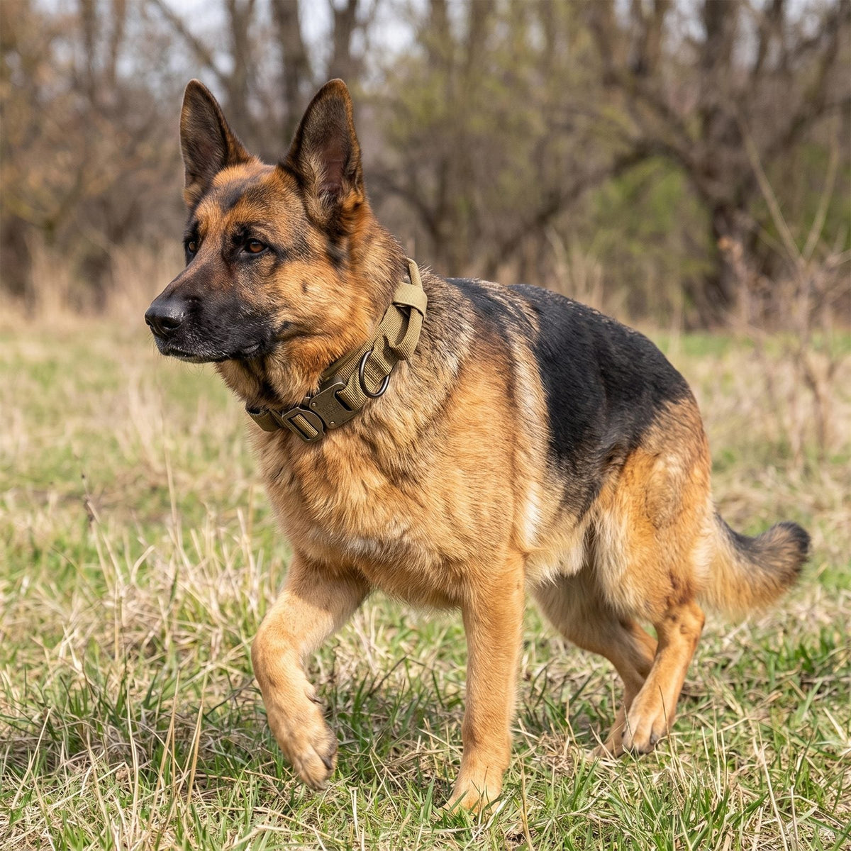 collier chien kaki tactique porté par un berger allemand en balade en forêt ControlMax