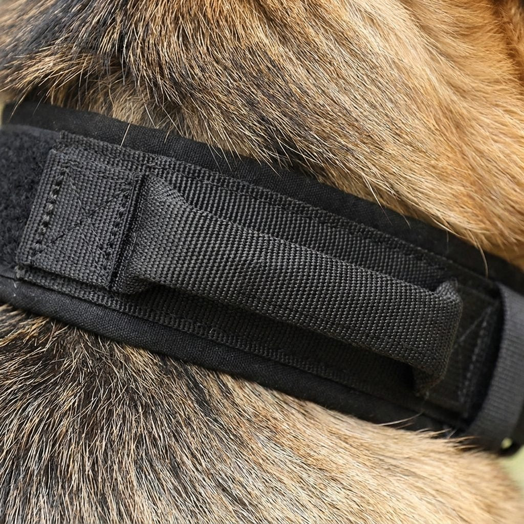 gros plan anneau D métallique robuste du collier chien noir ControlMax
