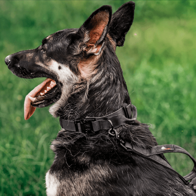 collier chien tactique robuste idéal pour dressage berger allemand tailles - M - L - XL