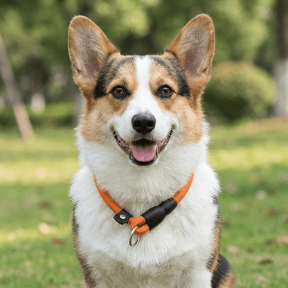 collier chien en corde d'escalade orange sur corgi portrait exterieur