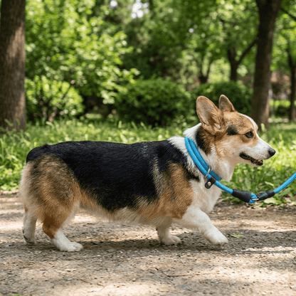 collier chien en corde d'escalade bleu sur corgi en promenade parc profil